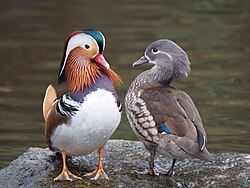 Pair of Mandarins, Aix galericulata