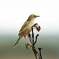 Cisticola galactotes galactotes, Hluhluwe, KwaZulu Natal, South Africa