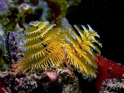 Spirobranchus giganteus (Christmas Tree Worm)