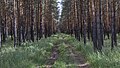 * Nomination: Pine forest at the sharp hill. Yenbekshilder District, Akmola Region, Kazakhstan. By User:Ivan ideia --Красный 08:32, 14 August 2024 (UTC) * * Review needed