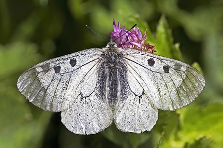 Clouded apollo (Parnassius mnemosyne) Slivnica