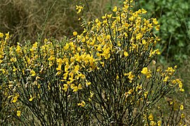 Cytisus oromediterraneus kz07.jpg