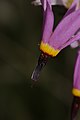 Dodecatheon poeticum