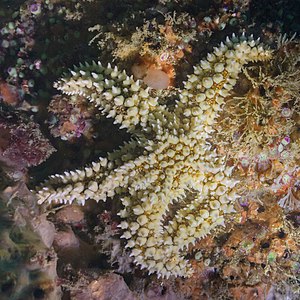 Estrella espinosa común (Marthasterias glacialis), Parque natural de la Arrábida, Portugal, 2020-07-21, DD 28