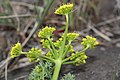 Lomatium grayi