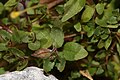 Mimulus tilingii