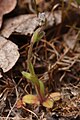 Myosotis discolor