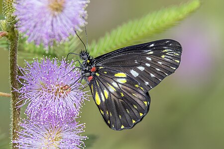 Narrow-banded dartwhite (Catasticta flisa postaurea) underside on Mimosa pudica