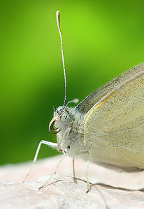 Pieris rapae (Small White)