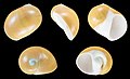 * Nomination Shell of an Elephant's Foot Moon Snail, Polinices peselephanti --Llez 05:42, 25 July 2021 (UTC) * Promotion  Support Good quality.--Famberhorst 05:53, 25 July 2021 (UTC)