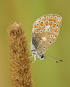 Polyommatus icarus - Keila