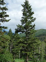 Days Fork Trail, Utah