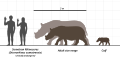 Sumatran Rhinoceros Scale Diagram