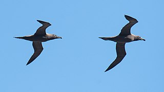 2021-10 Amsterdam Island - Dark-mantled sooty albatross 12.jpg