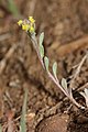 Alyssum desertorum