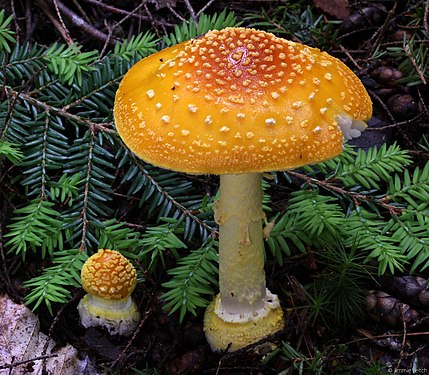 "Amanita_frostiana_(Peck)_Sacc_750397.jpg" by User:Leoboudv