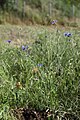 Centaurea cyanus