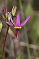 Dodecatheon poeticum