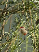 ♂ Estrilda astrild damarensis