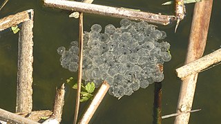 Gerris gibbifer as seen in a pond in Switzerland with spawn