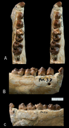 Ocepeia grandis Holotype.png