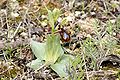 Ophrys speculum Portugal - Algarve