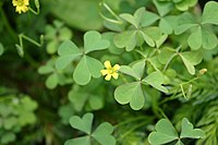 Oxalis stricta