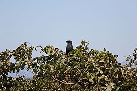 Parque Nacional da Restinga de Jurubatiba 28.jpg