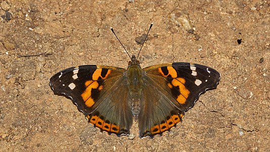 Vanessa indica (Indian Red Admiral)