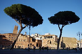 04 2022 Roma (Via Fori imperiali- Mercati traianei-Casa dei Cavalieri di Rodi-Pini Marittimi) FO228704 bis Photo by Paolo Villa-.jpg