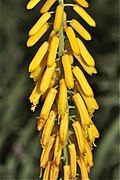 Aloe tenuior (Asphodelaceae-Xanthorrhoeaceae) (27157691291).jpg