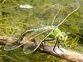 Anax imperator, female laying eggs