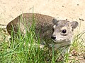 Heterohyrax