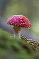 Amanita muscaria, Switzerland