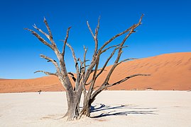 Dead camel thorn (Vachellia erioloba), Deadvlei, Namib-Naukluft Park, Namibia.