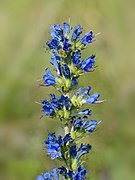 Echium vulgare