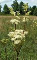 Filipendula ulmaria