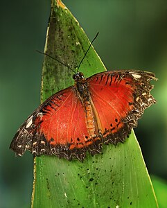 Cethosia cyane (Leopard Lacewing)