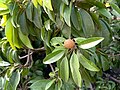 * Nomination: Lychee tree in BhopalI, the copyright holder of this work, hereby publish it under the following license: --Suyash.dwivedi 08:16, 17 August 2024 (UTC) * * Review needed