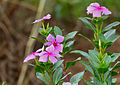 Catharanthus roseus