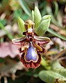 Ophrys speculum Sicily - Zingaro