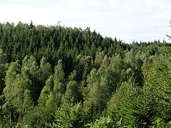 Osthertogenwald 34.jpg