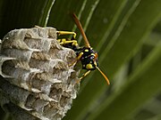   Polistes dominula