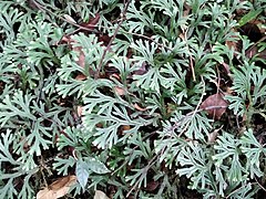 Selaginella lepidophylla - June 2020.jpg