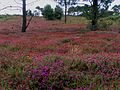 Crozon : bruyère en fleurs sur le sentier de l'île Vierge près de la Pointe de Saint-Hernot