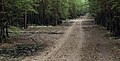 * Nomination: Dirt road through Yertis Ormany forest. Pavlodar Region, Kazakhstan. By User:Ivan ideia --Красный 08:32, 11 August 2024 (UTC) * Review  Comment Nice composition. But it is very soft. Additionally the could be a more exact description of location. --Augustgeyler 21:14, 17 August 2024 (UTC)