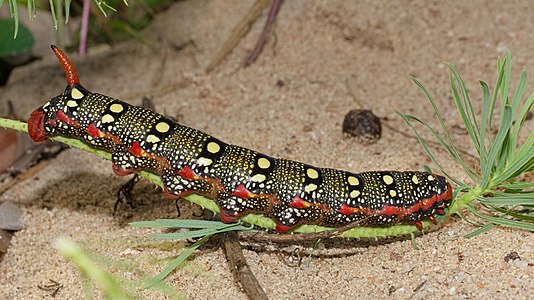 Hyles euphorbiae (Spurge Hawk-moth), caterpillar