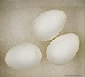   Egg