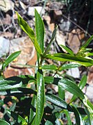 Cistus ladanifer Leaves 2009April26 DehesaBoyaldePuertollano.jpg