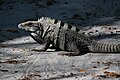 Black iguana (Ctenosaura similis), Caye Caulker Forest Reserve